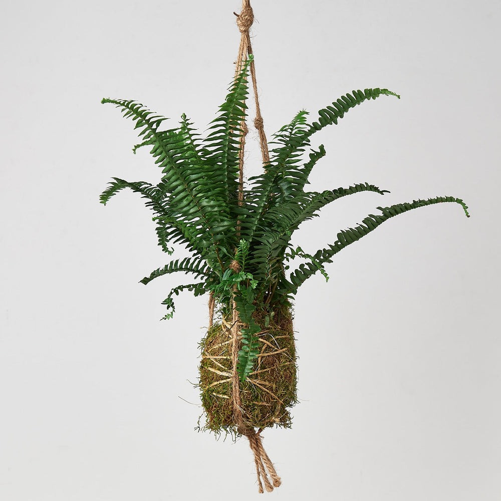 
                      
                        Kokedama Moss Ball Hanging Plant
                      
                    