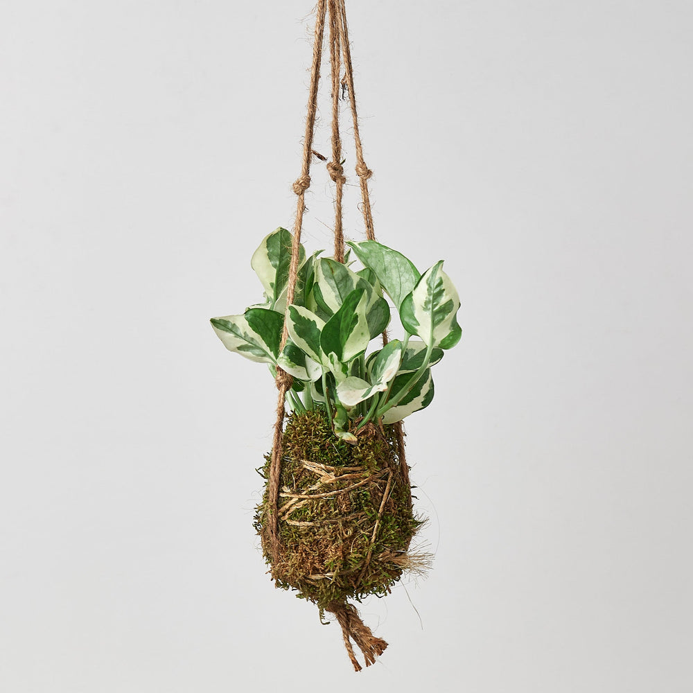
                      
                        Kokedama Moss Ball Hanging Plant
                      
                    