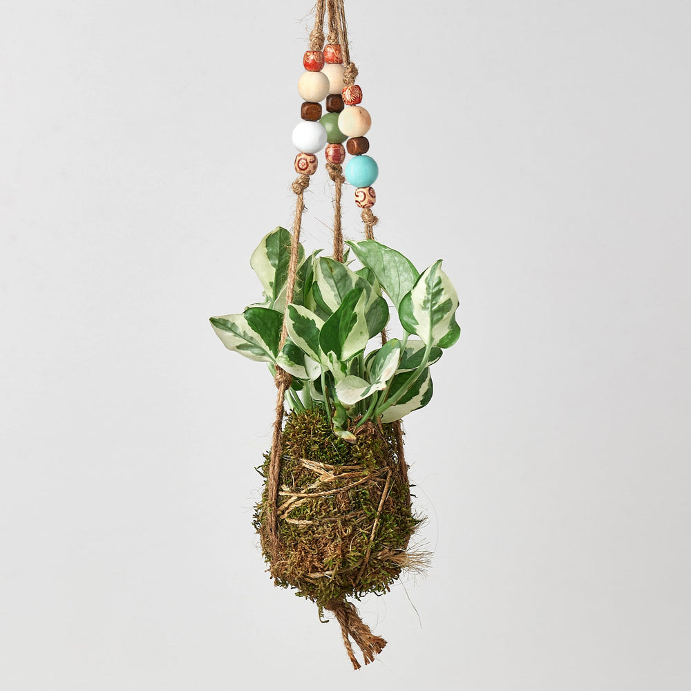 
                      
                        Bead Kokedama Moss Ball Hanging Plant
                      
                    