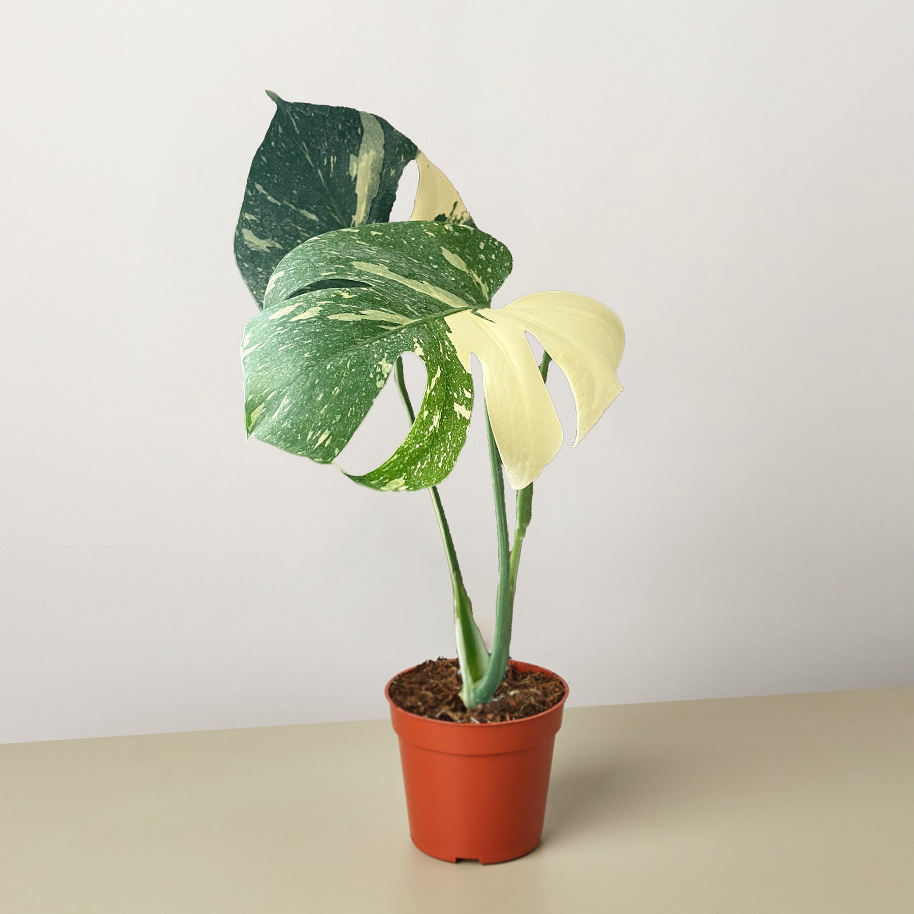 Monstera 'Thai Constellation' | lily & onyx