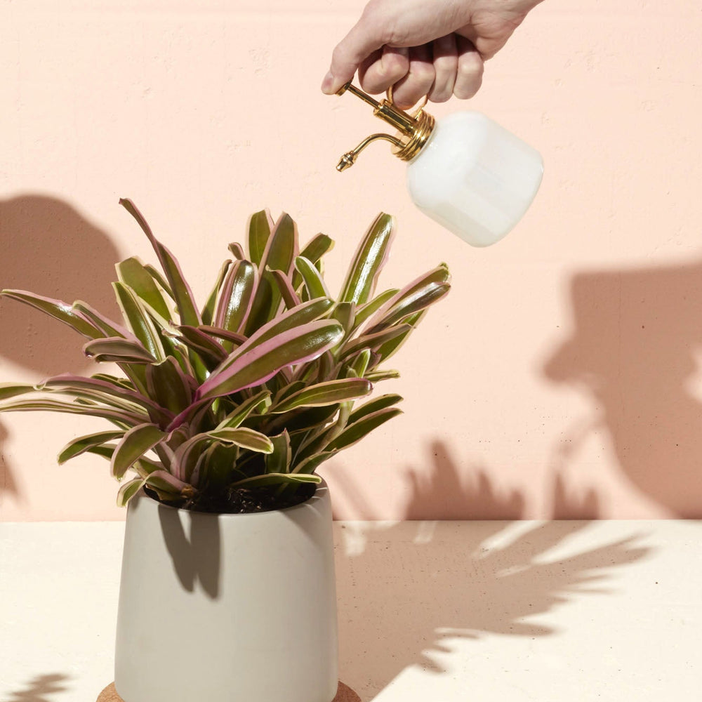 
                      
                        Plant Misters
                      
                    