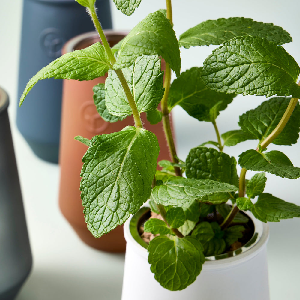 
                      
                        Tapered Tumbler Grow Kits
                      
                    