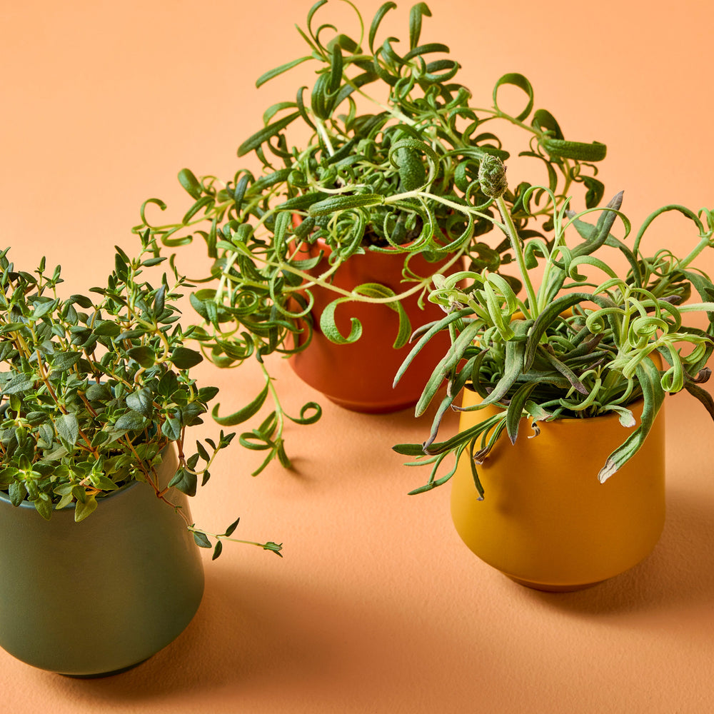 
                      
                        Rooted Candles
                      
                    