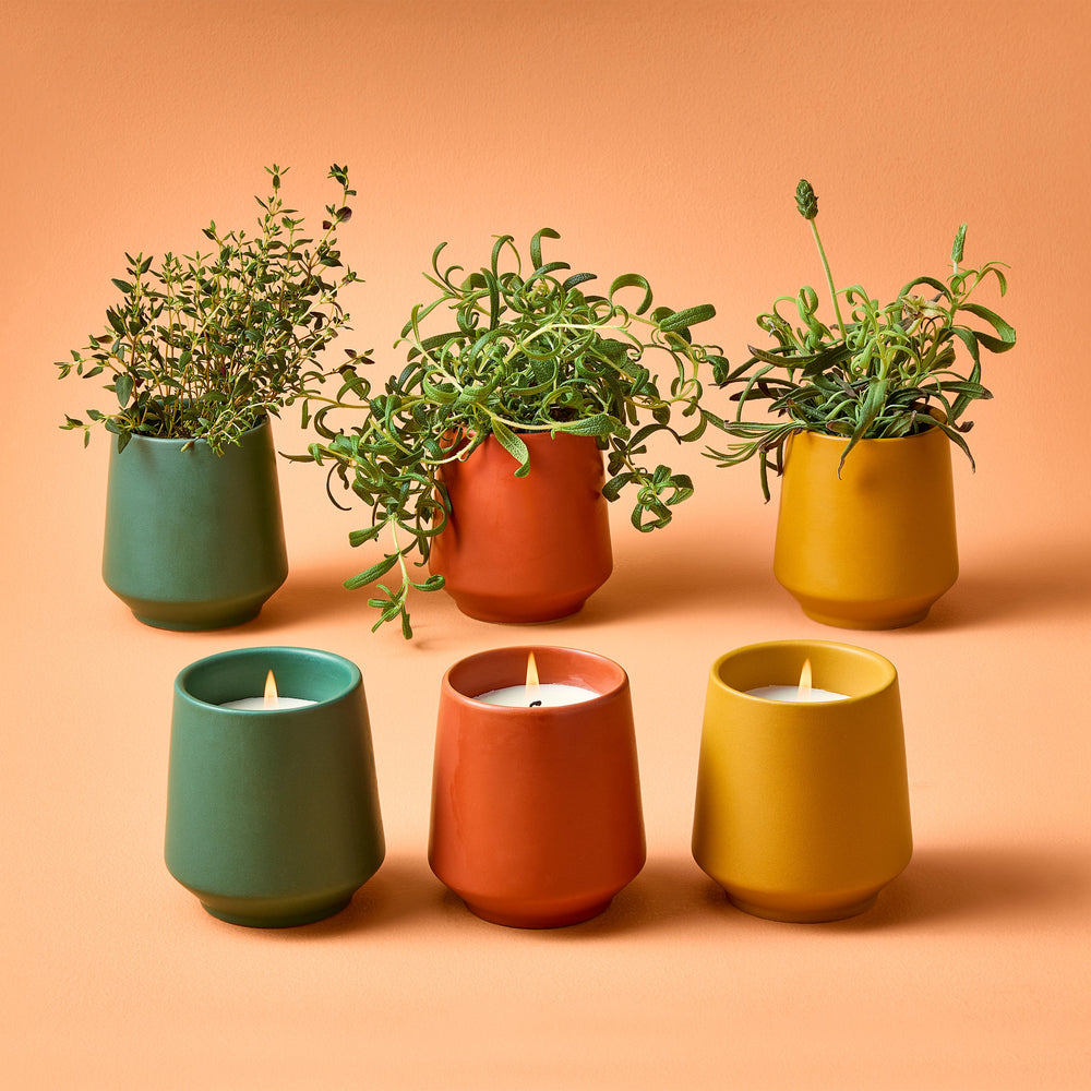 
                      
                        Rooted Candles
                      
                    