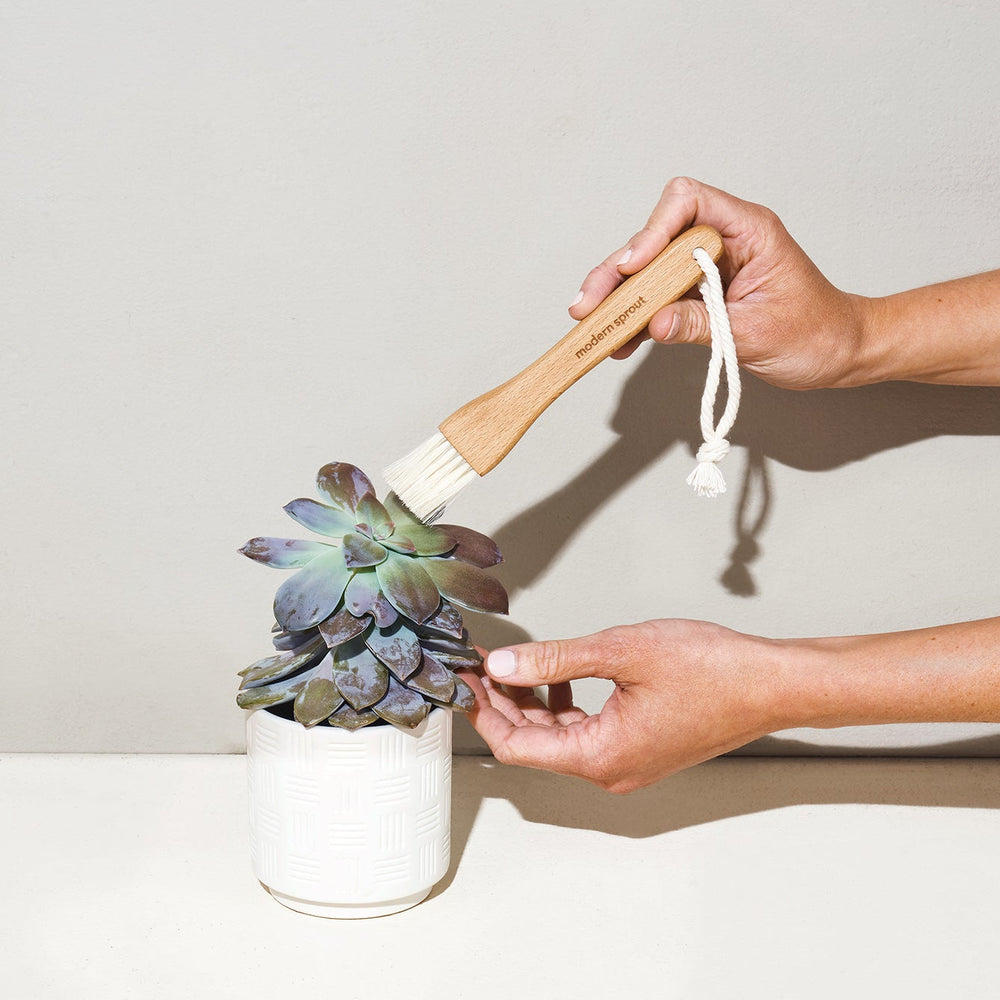 
                      
                        Plant Parent - Botanical Gift Box Set
                      
                    