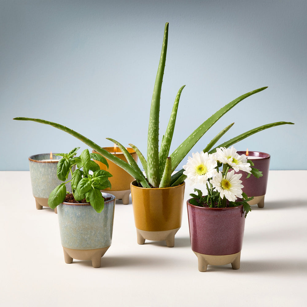 
                      
                        Glow & Grow Kits
                      
                    
