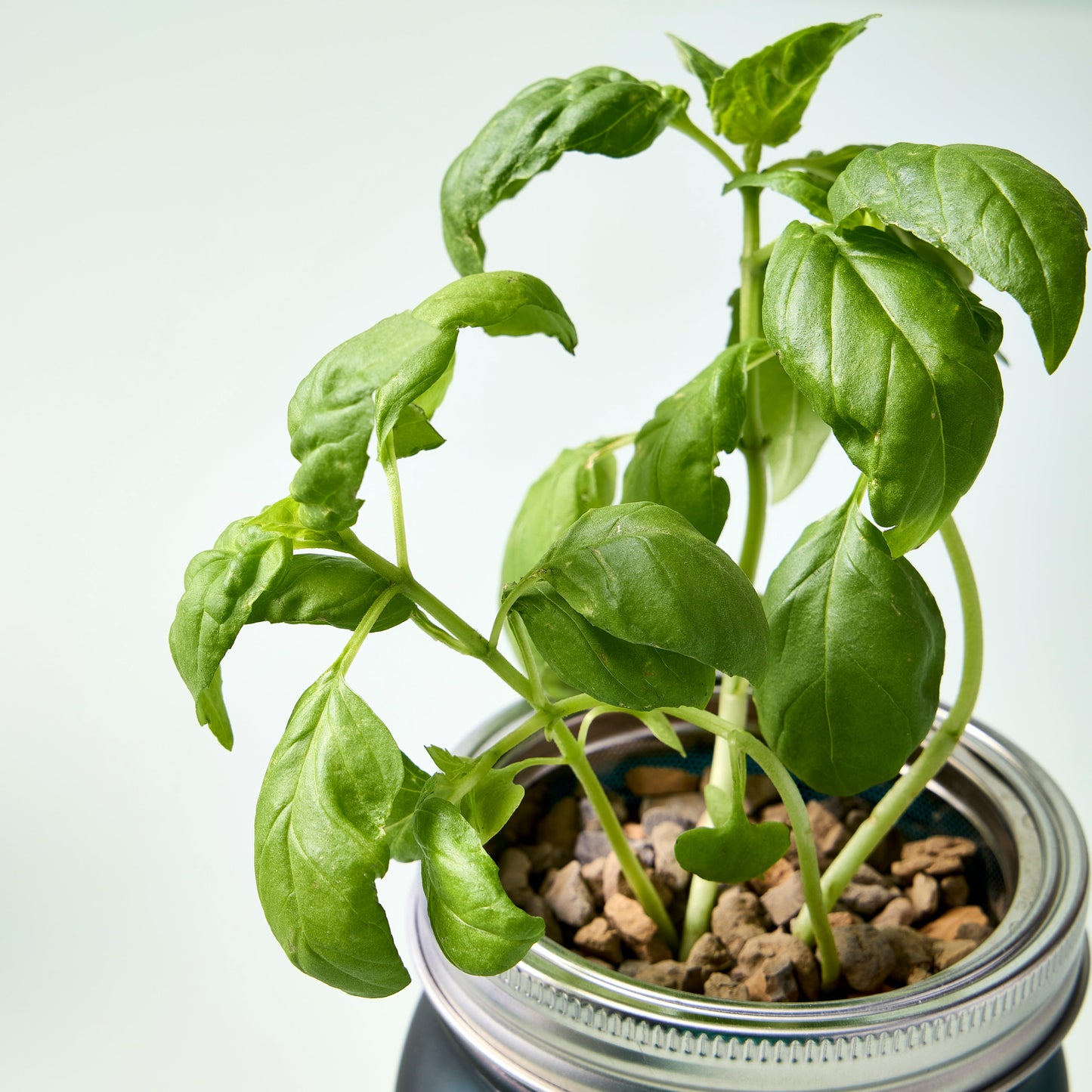 Grow Kit - Replant Kit