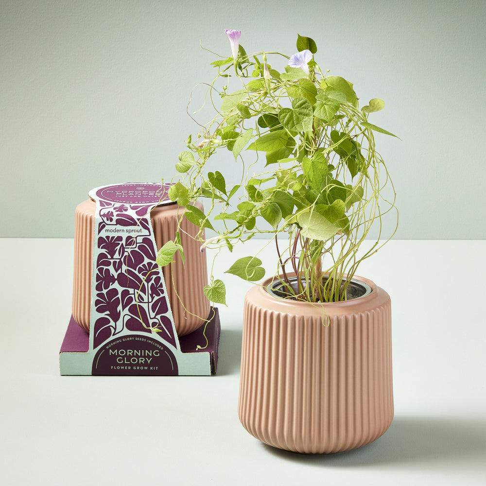 
                      
                        Flower Hydroponic Grow Kit
                      
                    