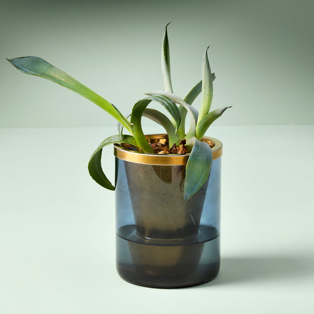 
                      
                        Agave Grow Kit
                      
                    