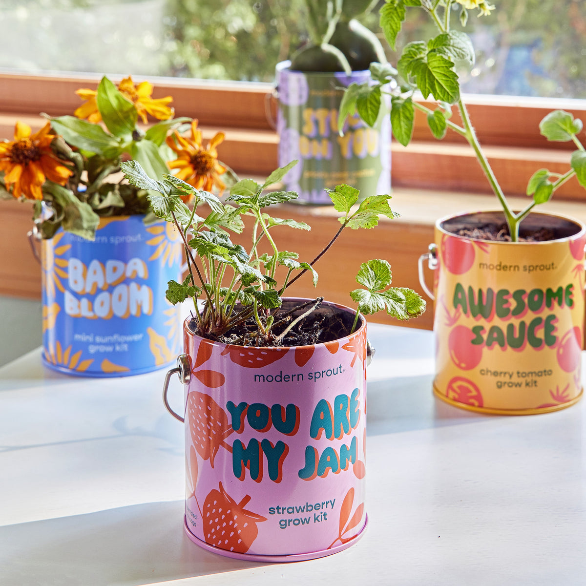 Pink metal pail strawberry grow kit with handles, Modern Sprout “You Are My Jam” indoor herb planter container
