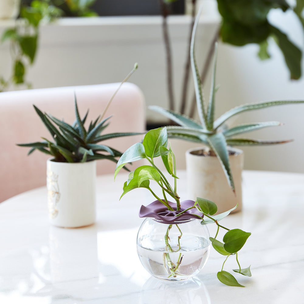 
                      
                        Botanical Keepers, Set of 2
                      
                    
