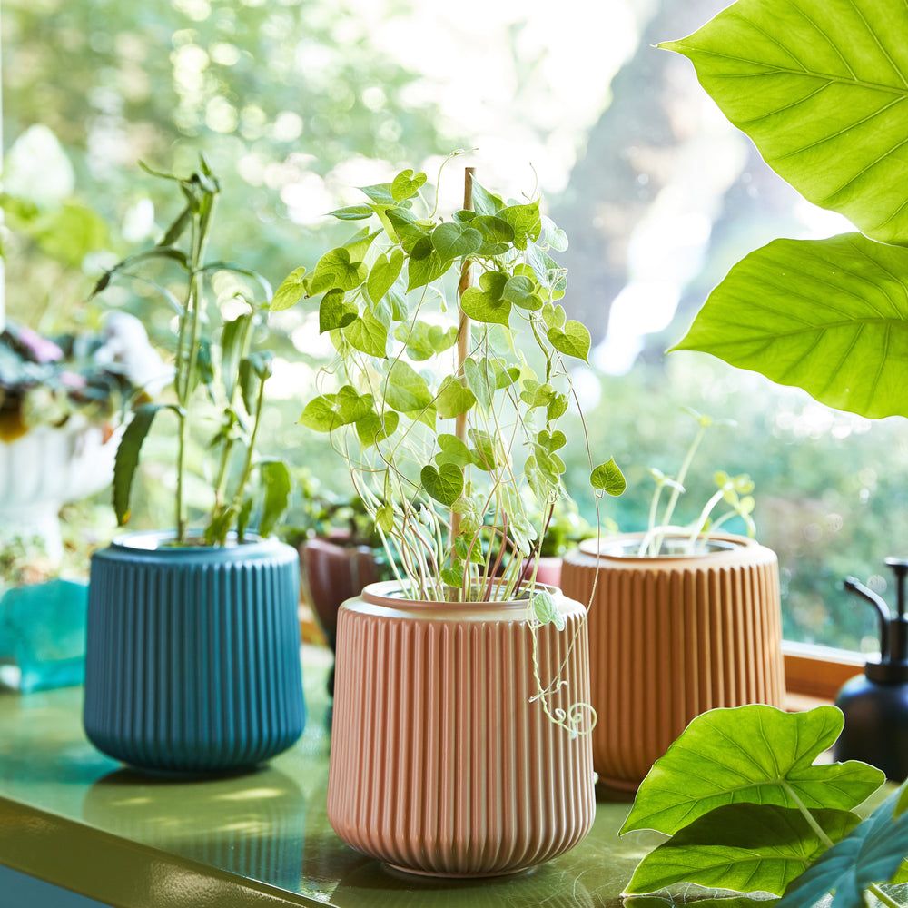 
                      
                        Flower Hydroponic Grow Kit
                      
                    