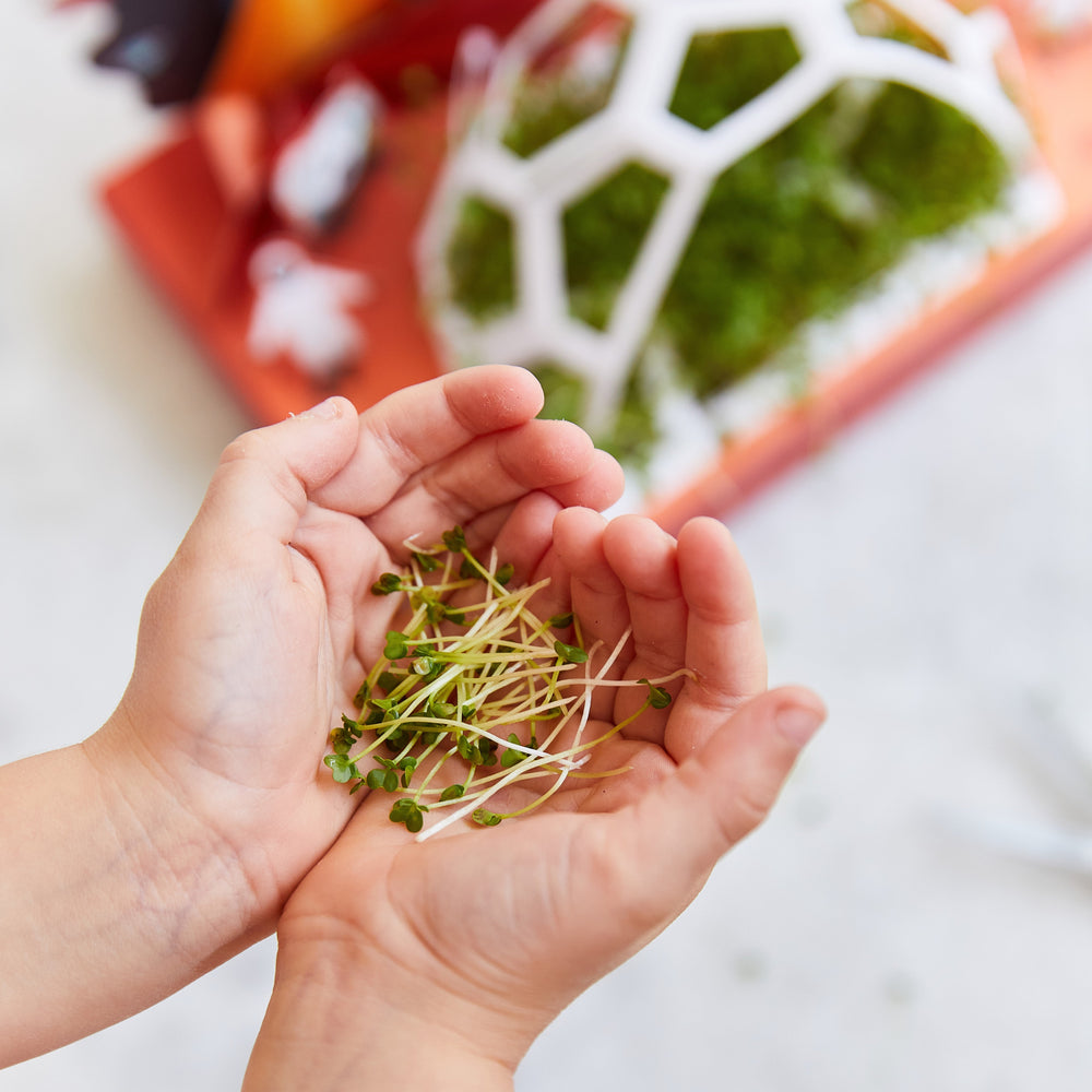 
                      
                        Microgreens Pop-Up Kit
                      
                    