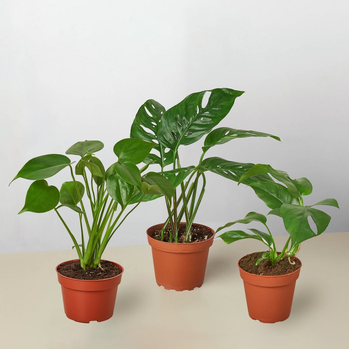 4 inch monstera Monstera Bundle 6" Bundle