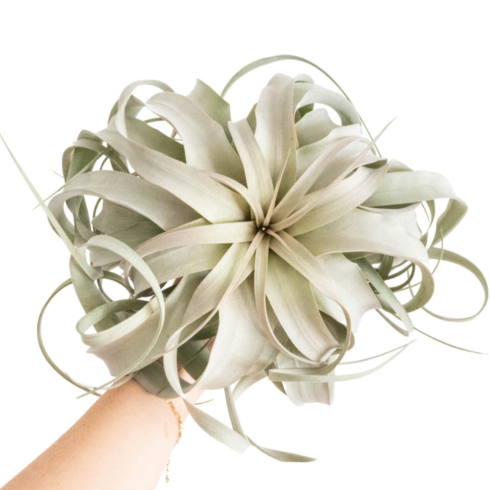 Jumbo Tillandsia Xerographica, 8+ Inches Wide
