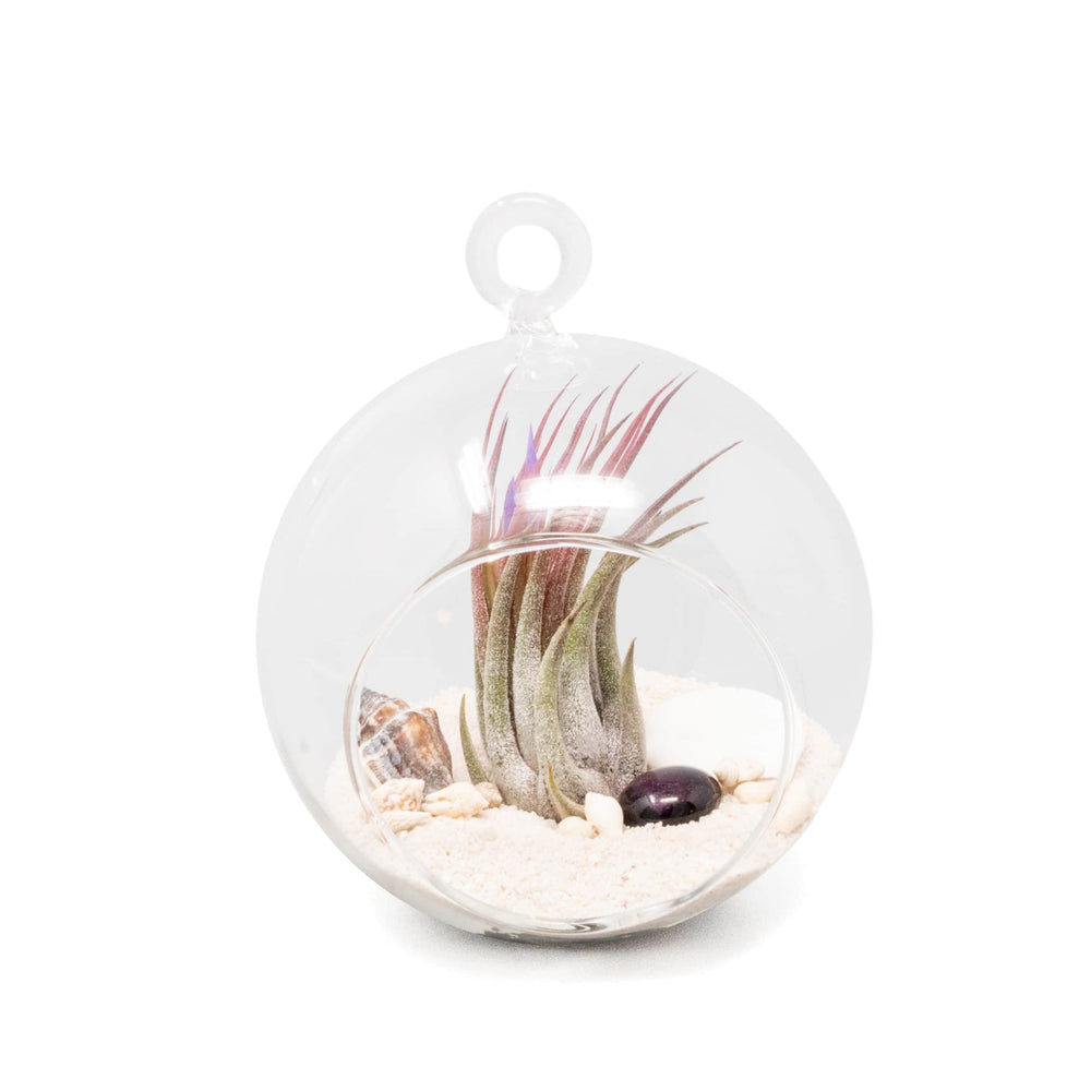 
                      
                        Beach Terrarium in Flat Bottom Globe with White Sand and Tillandsia Ionantha
                      
                    