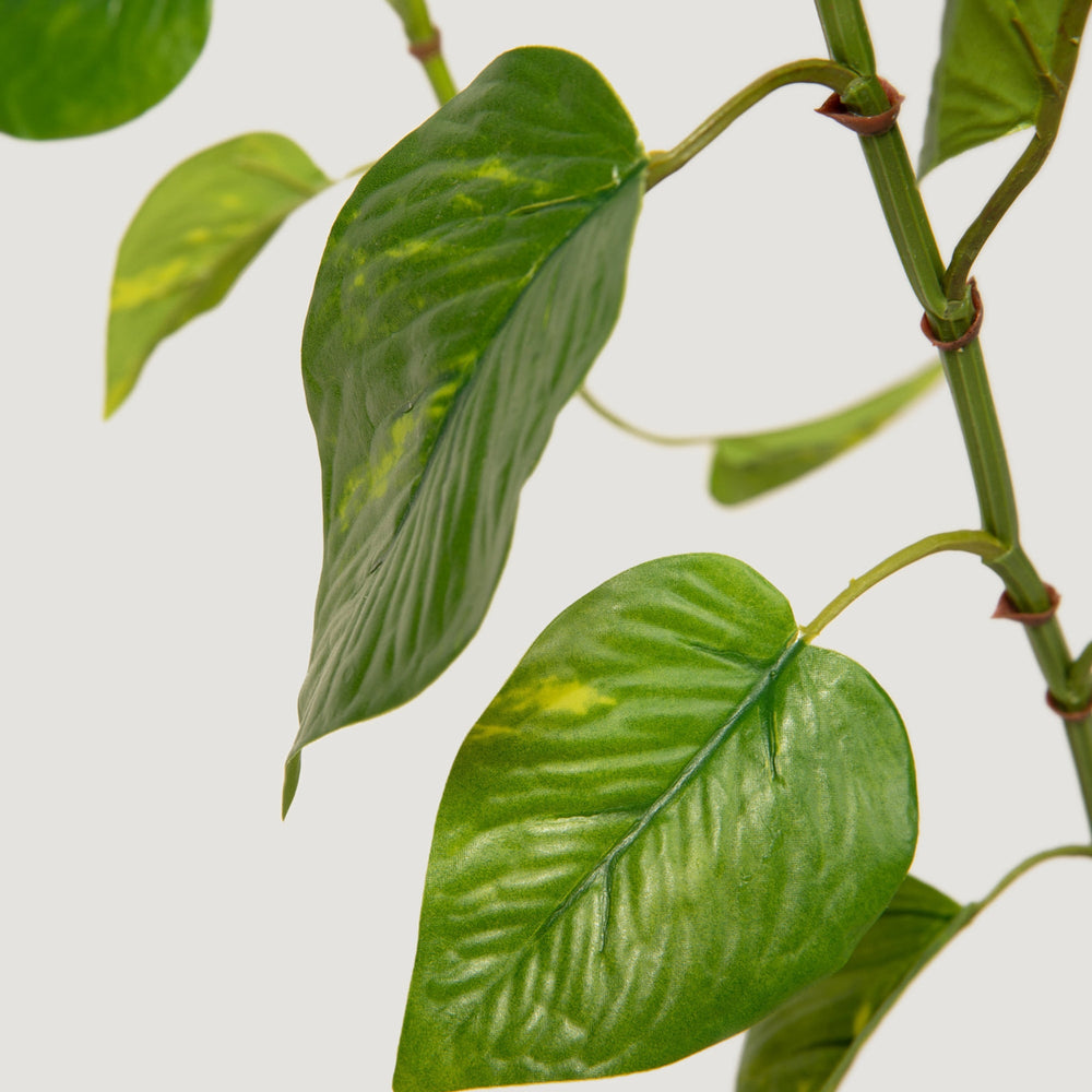 
                      
                        Natural Touch Pothos Artificial Plant - 48"
                      
                    