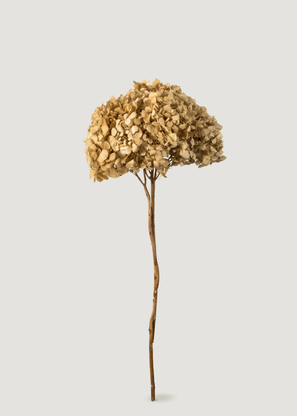 Preserved Hydrangea Flower in Ivory - 15-18