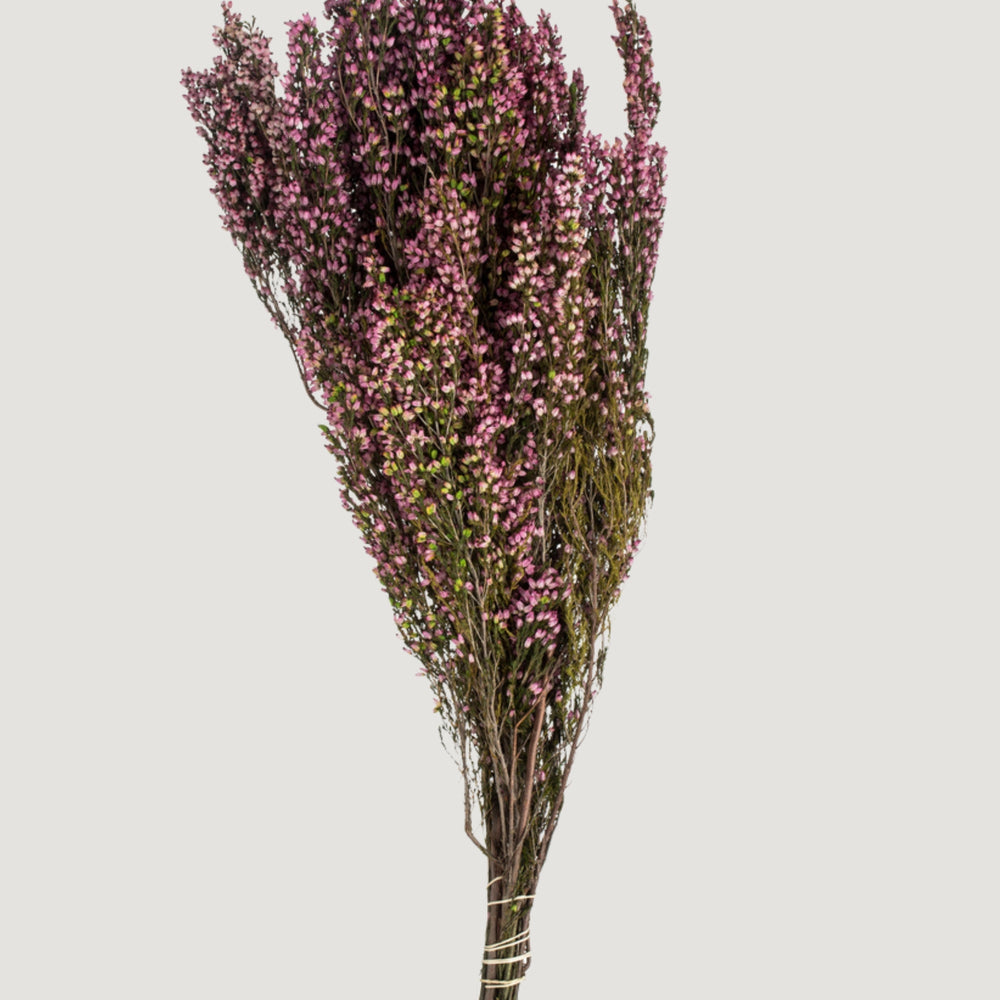 Dried Flowers Pink Preserved Heather Bundle - 18-20"