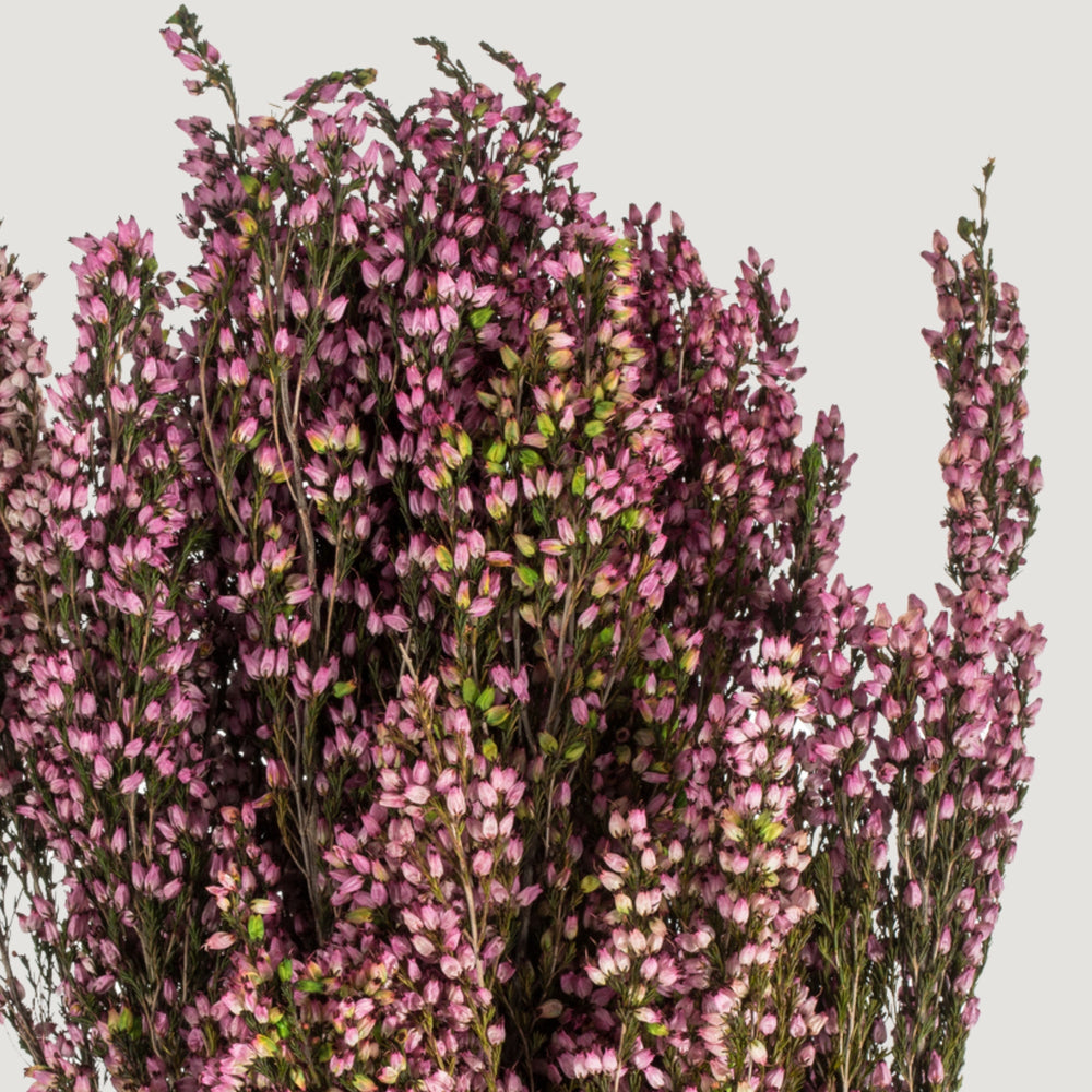 
                      
                        Dried Flowers Pink Preserved Heather Bundle - 18-20"
                      
                    