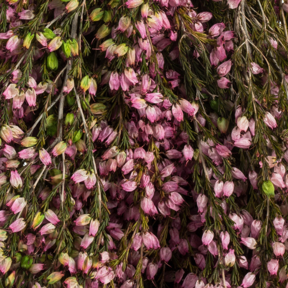 
                      
                        Dried Flowers Pink Preserved Heather Bundle - 18-20"
                      
                    
