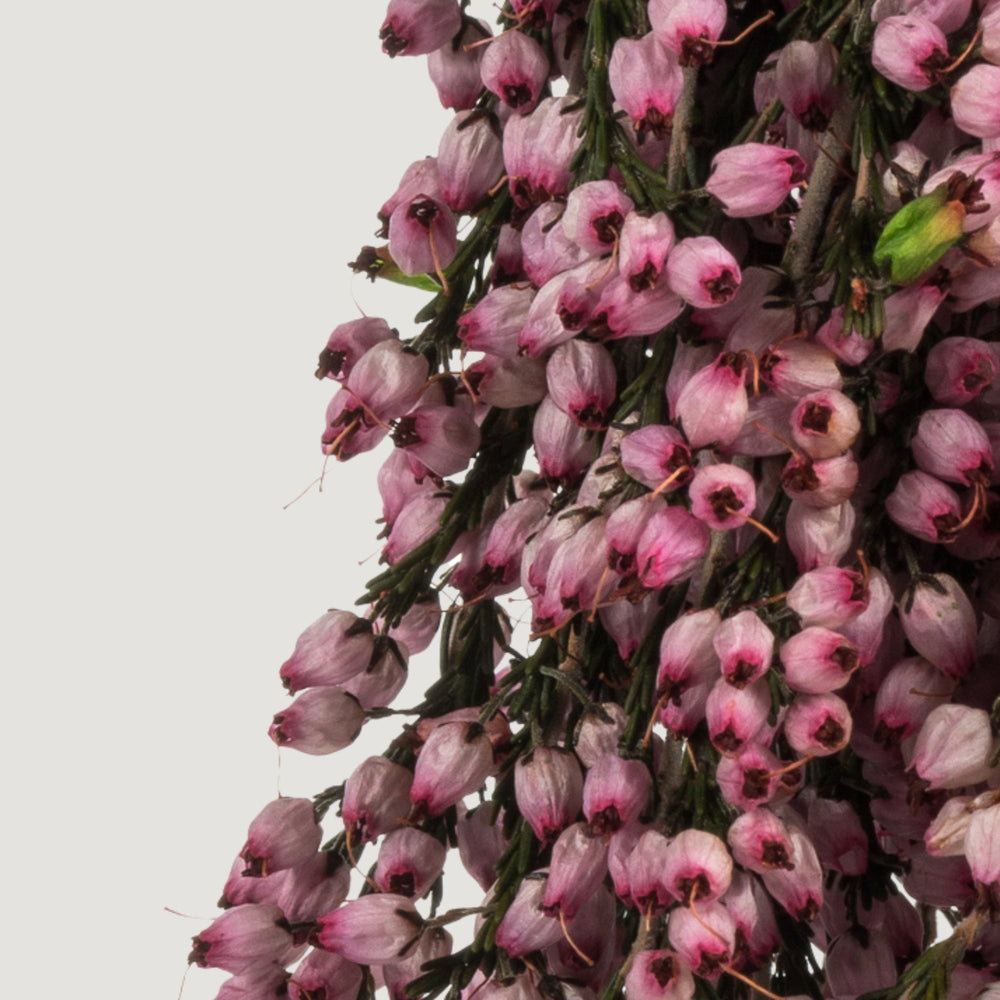 Dried Flowers Pink Preserved Heather Bundle - 18-20"