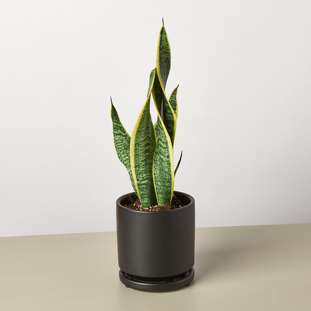 
                      
                        Snake Plant 'Laurentii'
                      
                    