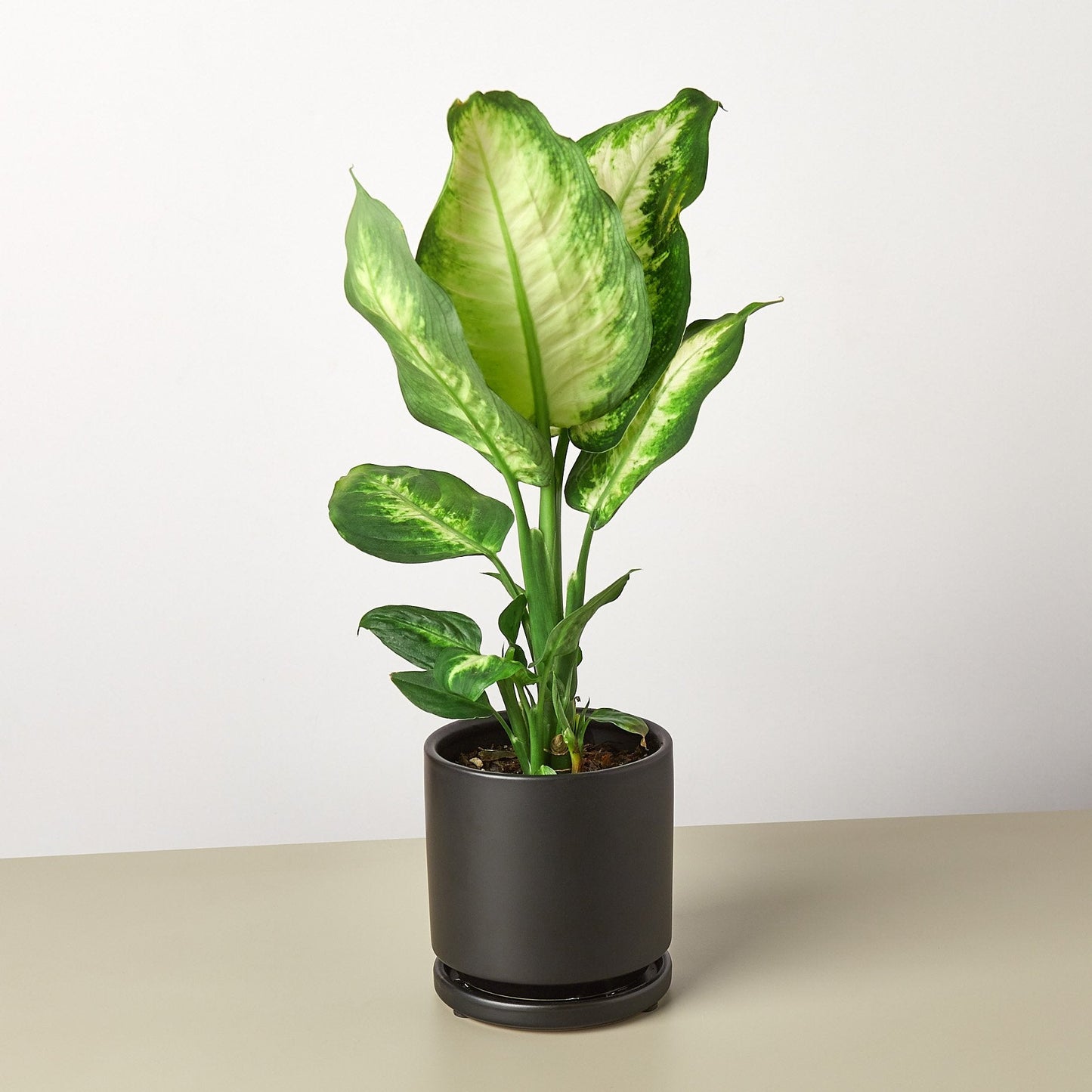 dieffenbachia cougar Dieffenbachia Camille 6" Pot