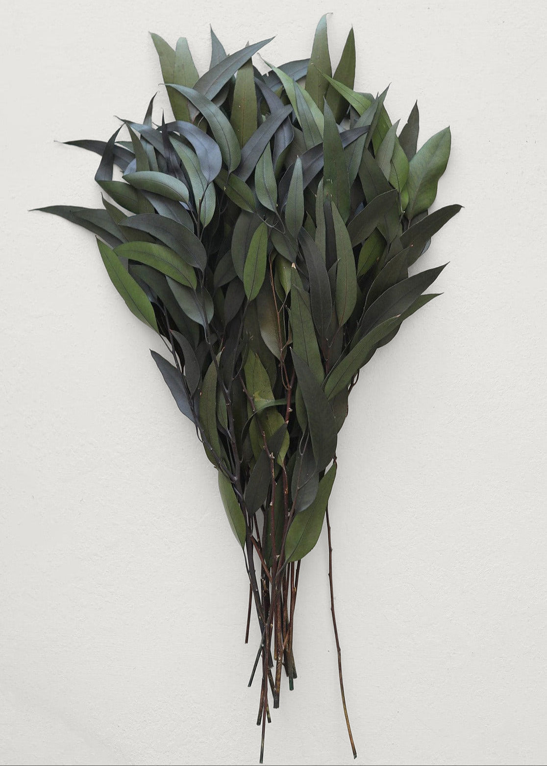 Preserved Weeping Willow Eucalyptus, 16-22"