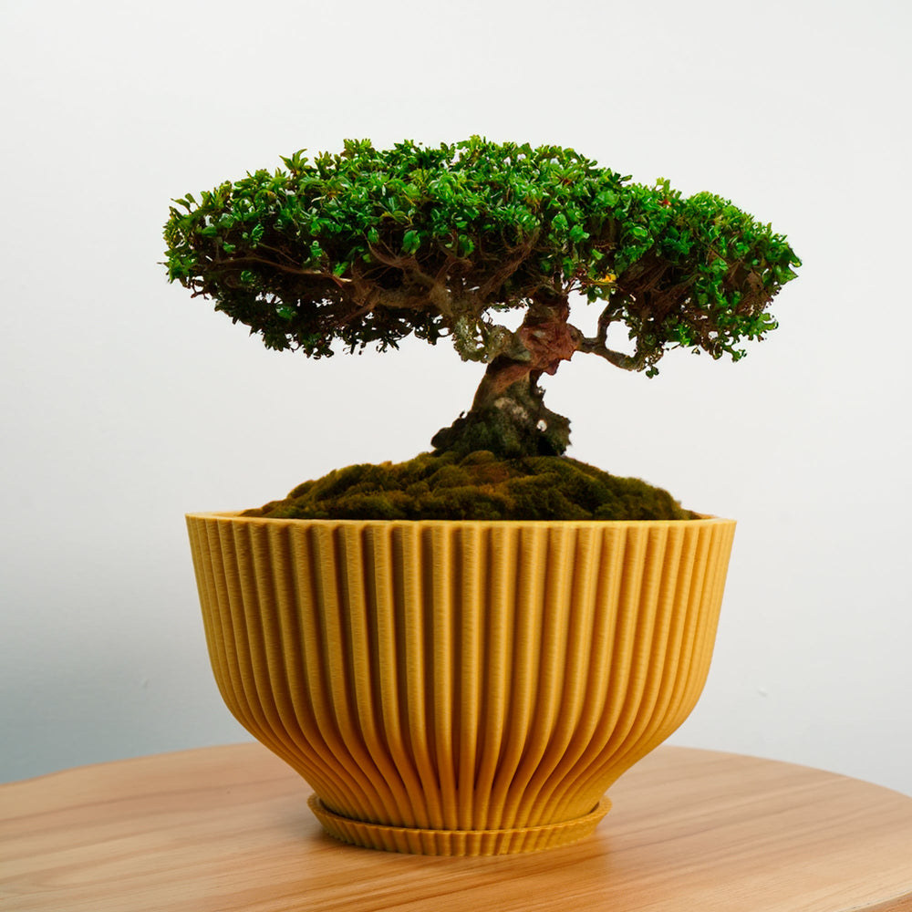 
                      
                        Bonsai Pot with Drainage and Saucer
                      
                    