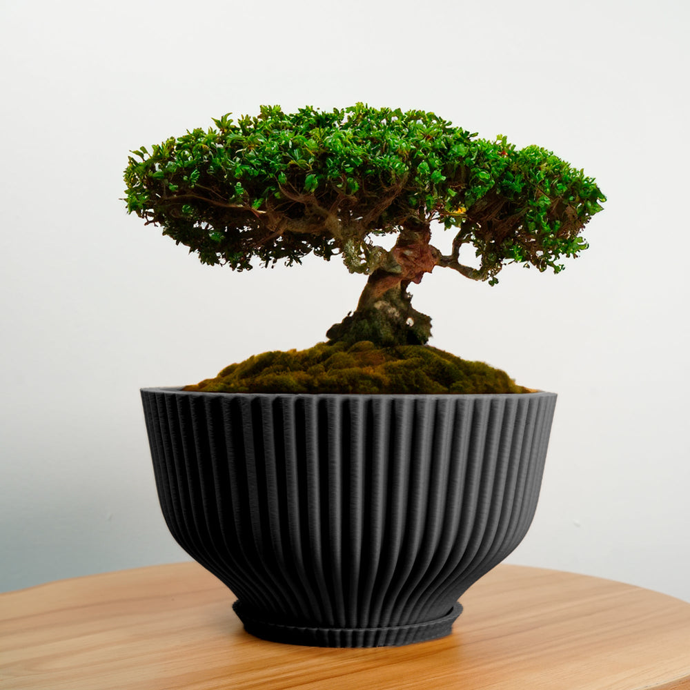 
                      
                        Bonsai Pot with Drainage and Saucer
                      
                    