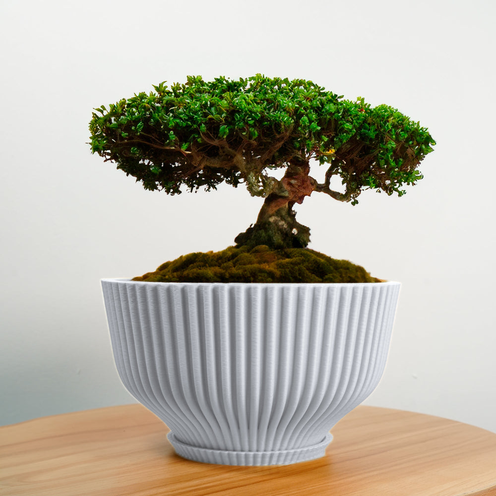 
                      
                        Bonsai Pot with Drainage and Saucer
                      
                    