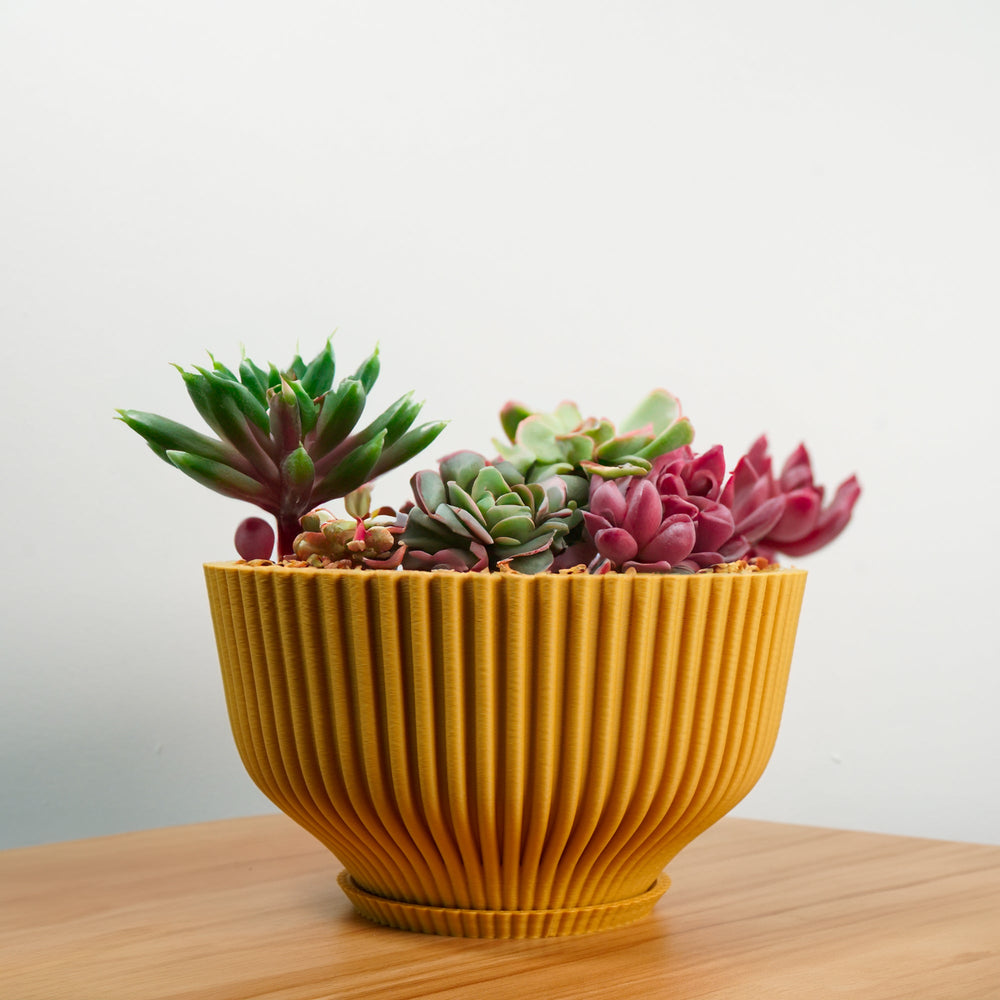 
                      
                        Bonsai Pot with Drainage and Saucer
                      
                    