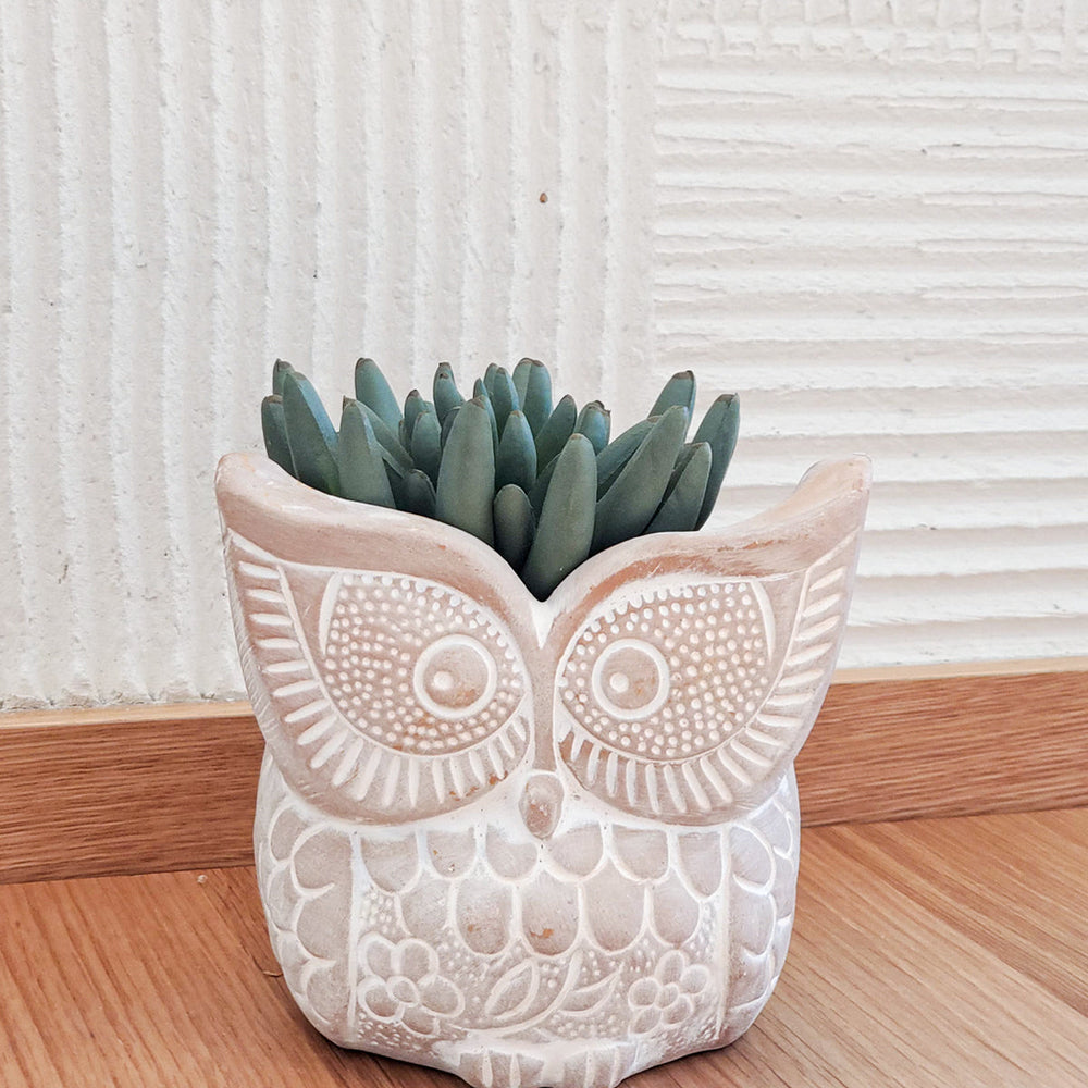 Terracotta Pot - Big Eye Owl