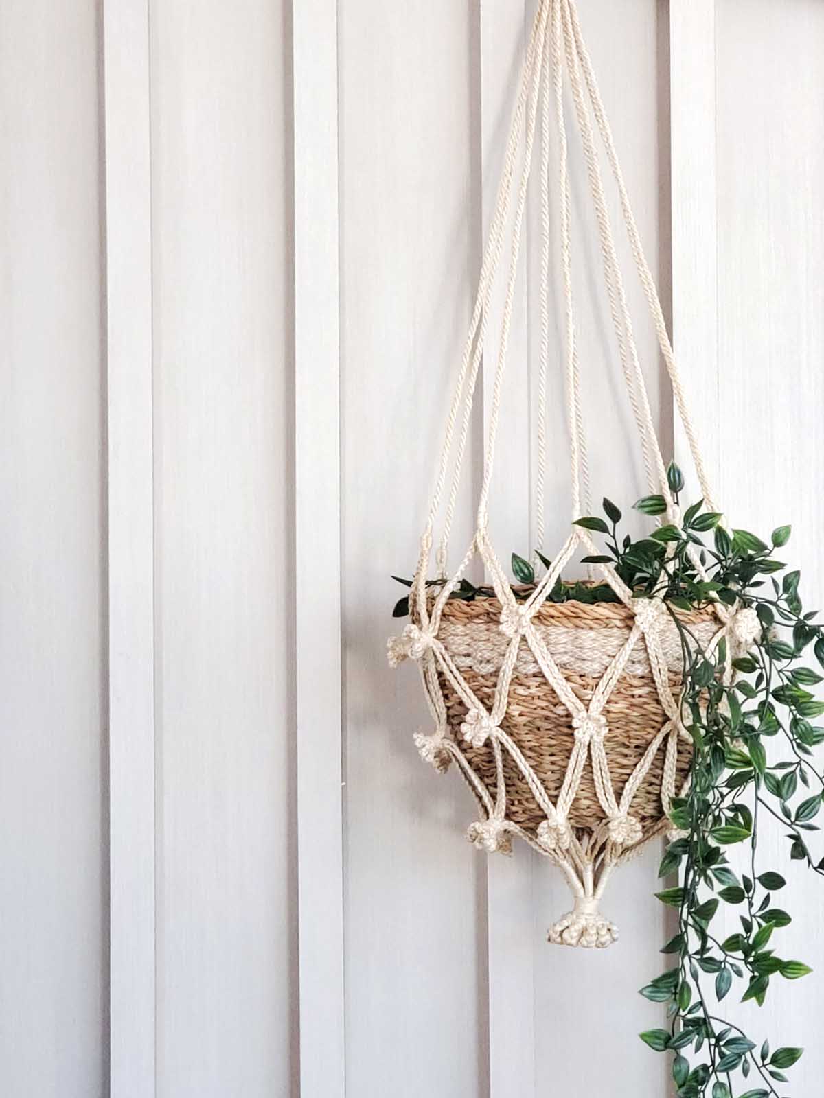 Plant Hanger, Shuly