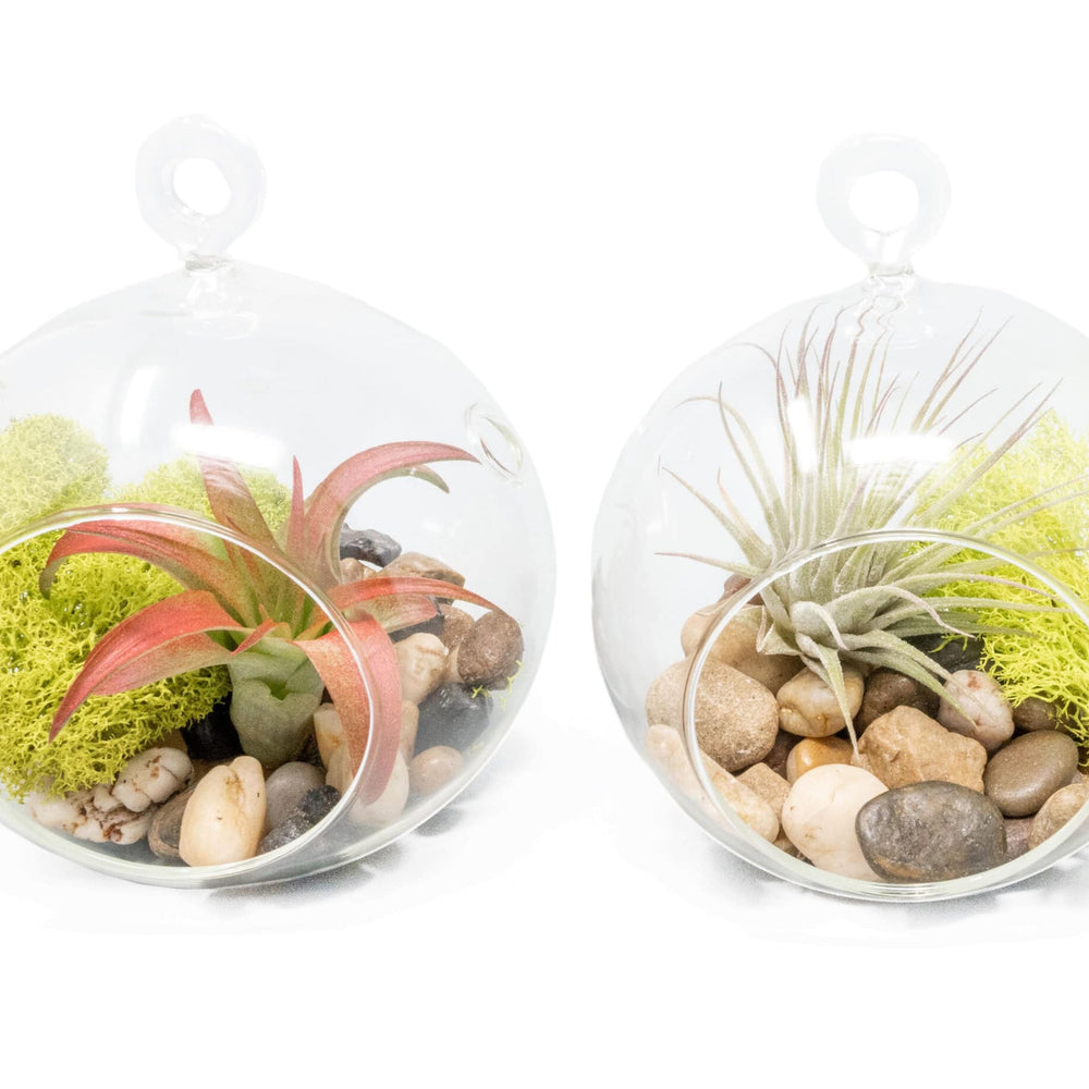Hanging Glass Terrariums with Flat Bottoms, Set of 2