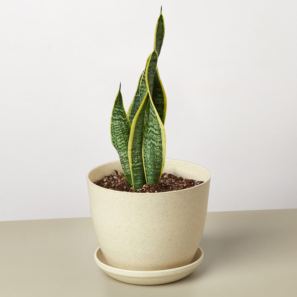 
                      
                        Snake Plant 'Laurentii'
                      
                    