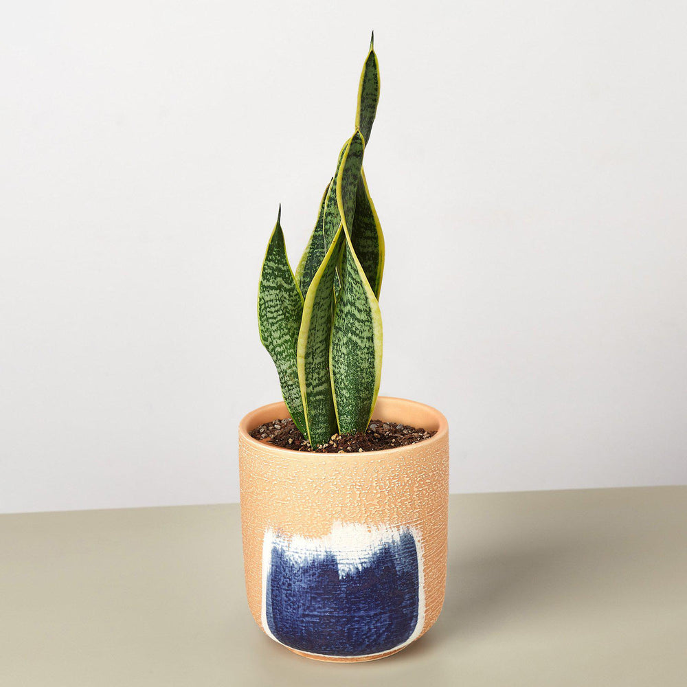 
                      
                        Snake Plant 'Laurentii'
                      
                    