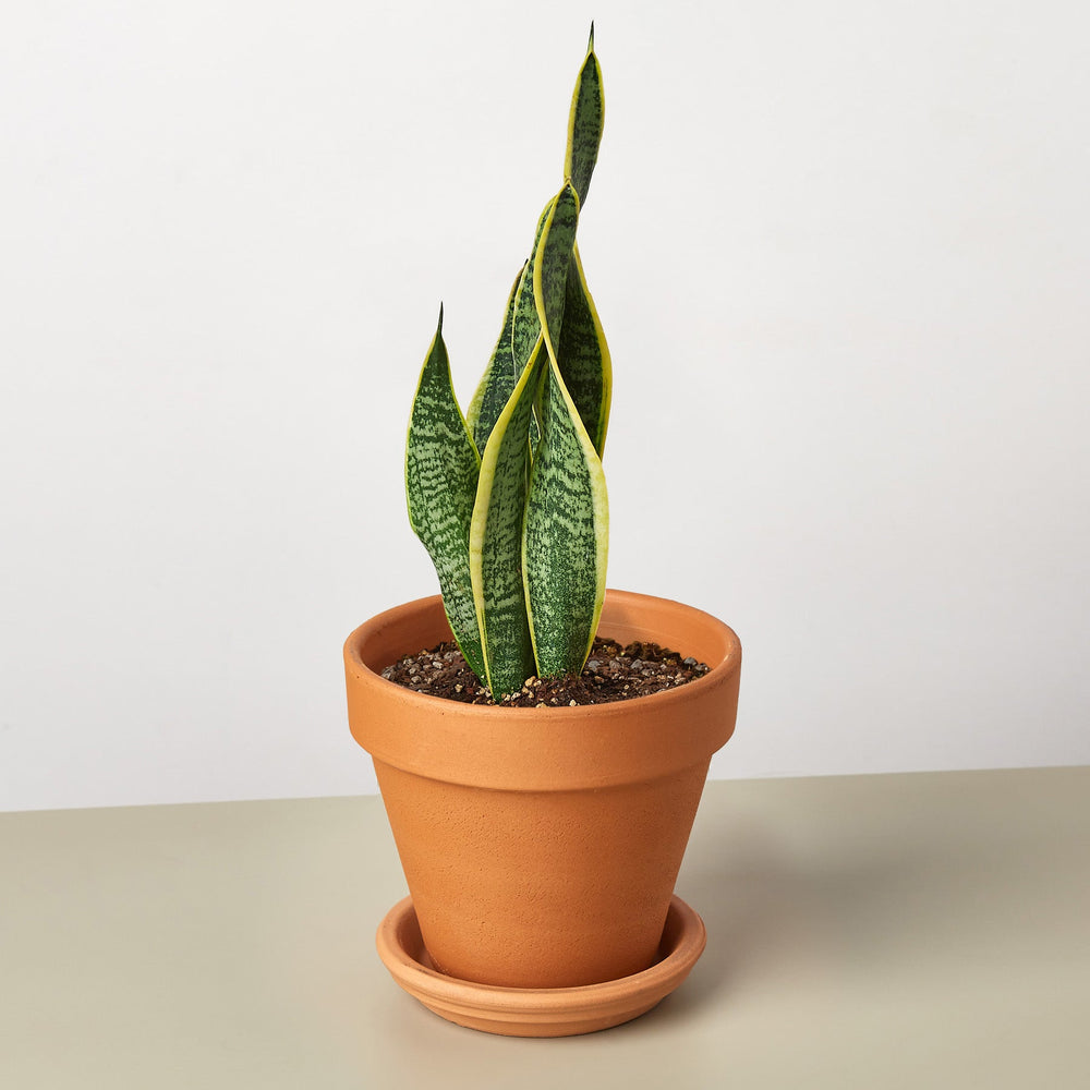 
                      
                        Snake Plant 'Laurentii'
                      
                    