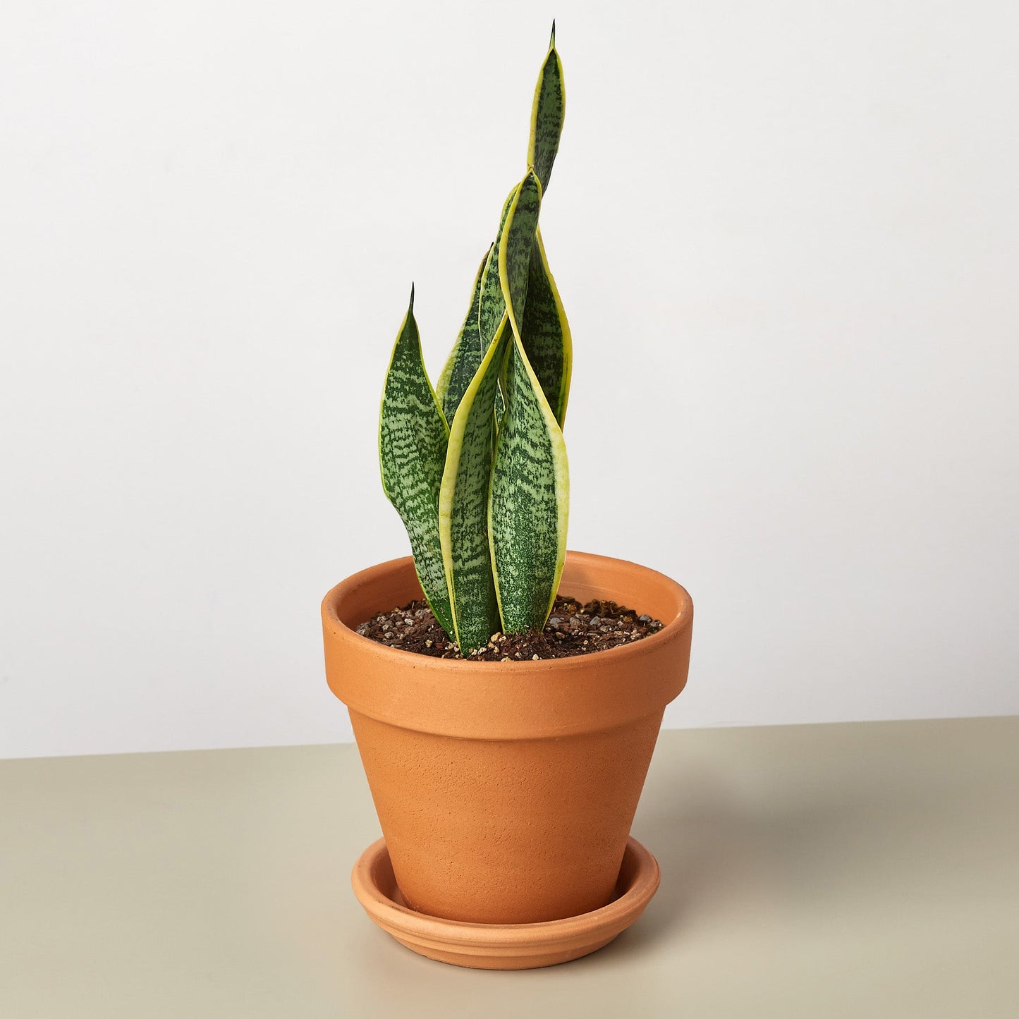 orange snake plant Snake Plant Sansevieria Laurentii
