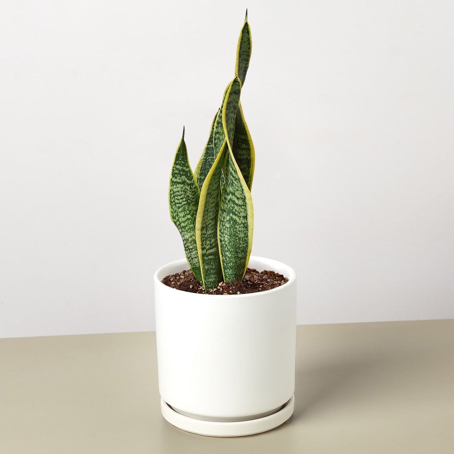 snake plant modern planter Snake Plant Sansevieria Laurentii