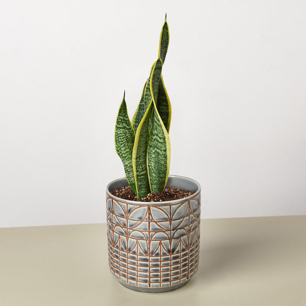 
                      
                        Snake Plant 'Laurentii'
                      
                    