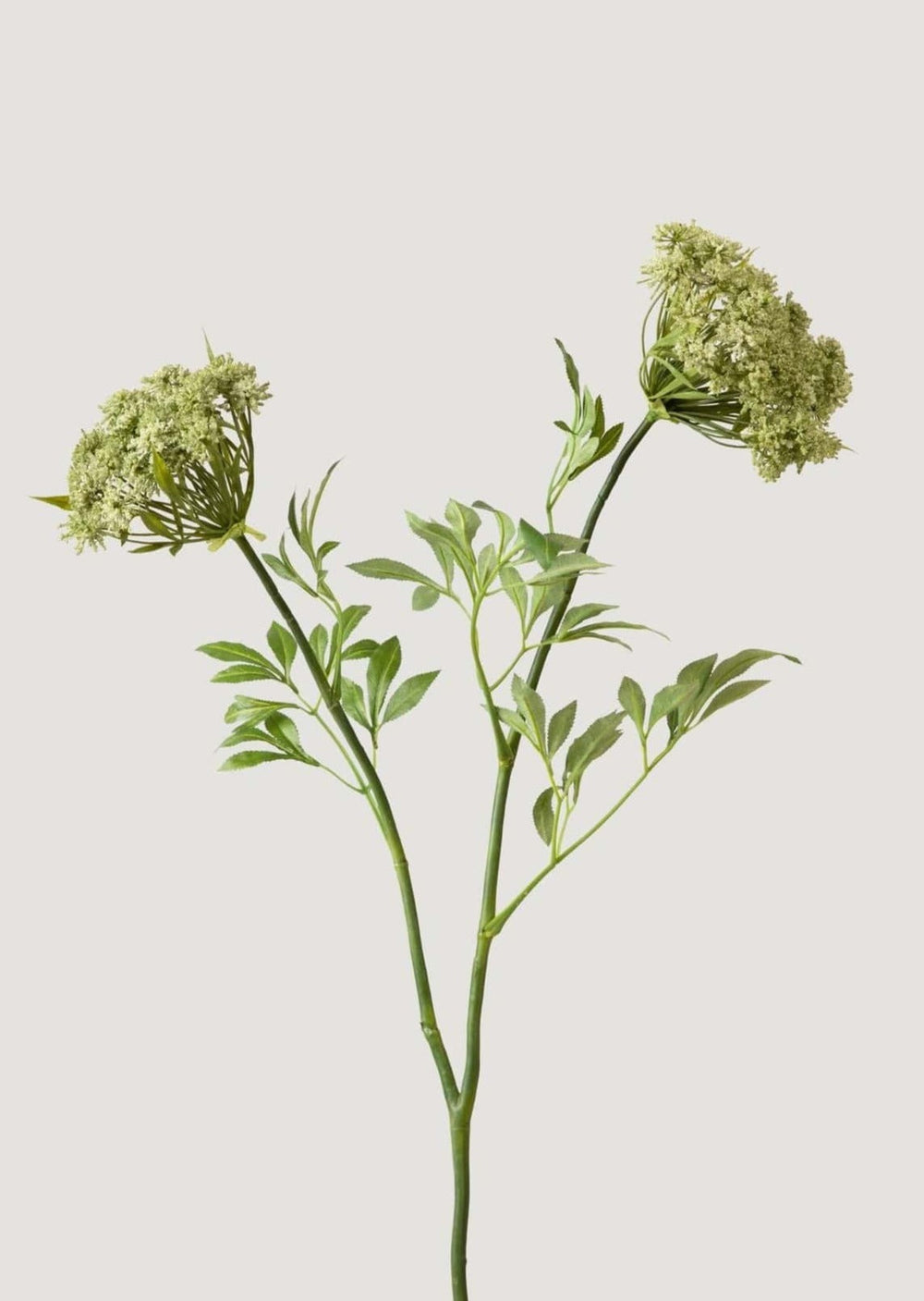 Faux Queen Anne's Lace Wildflowers - 36