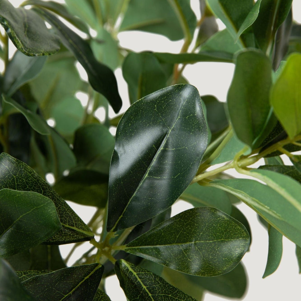 
                      
                        Natural Touch Artificial Wax Privet Leaf Plant, 15"
                      
                    
