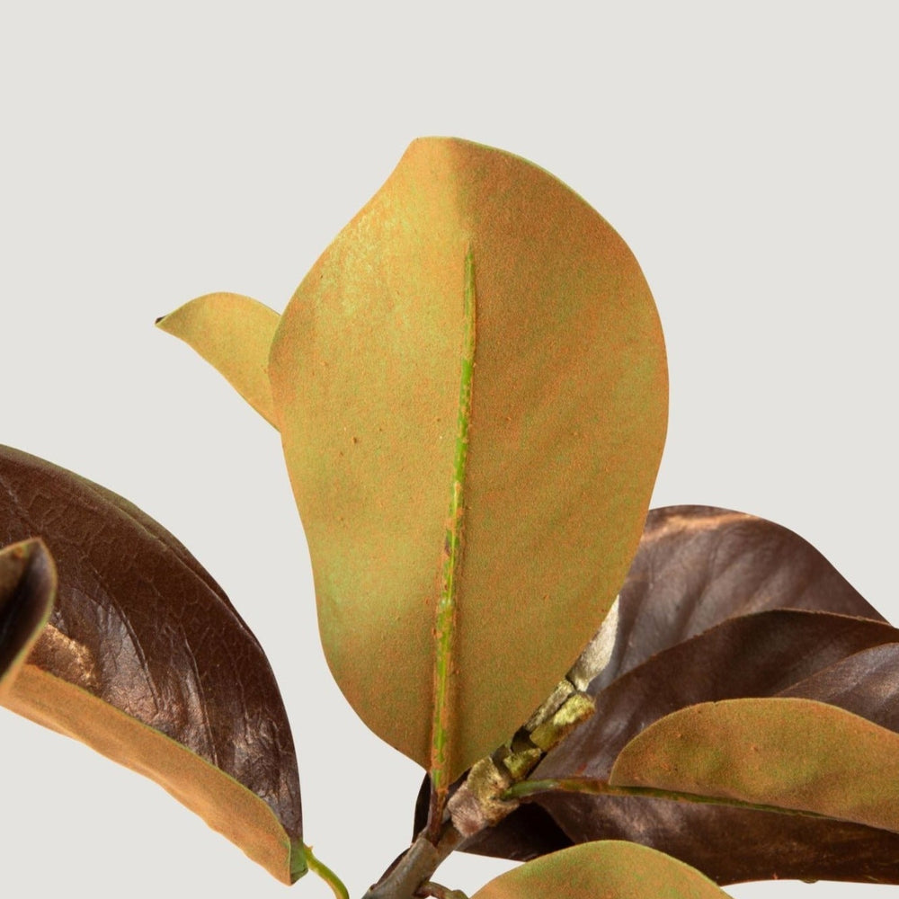 
                      
                        Aged Fake Magnolia Leaf Branch - 38.5"
                      
                    