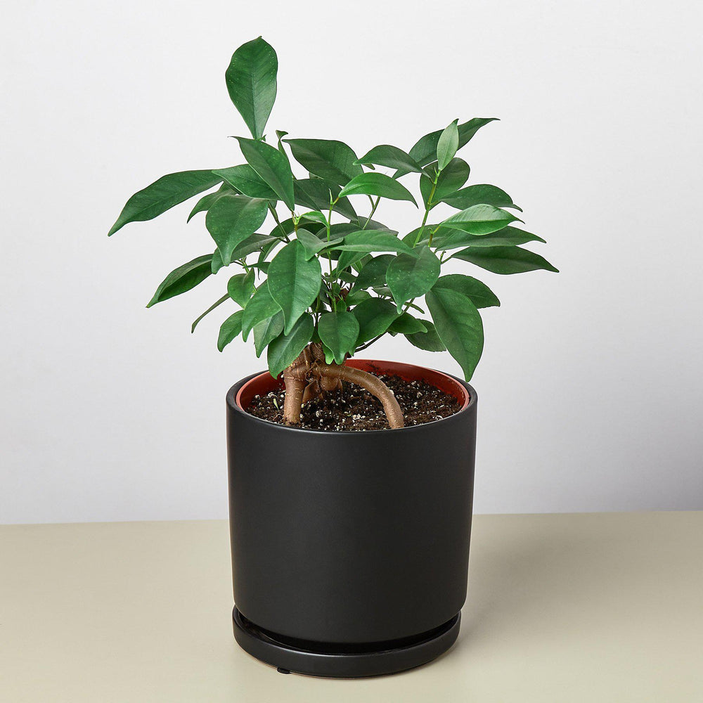 
                      
                        Ceramic Cylinder Planter
                      
                    