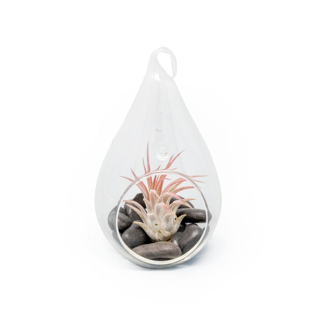Teardrop Terrarium with Tillandsia Ionantha Fuego & Black Stones