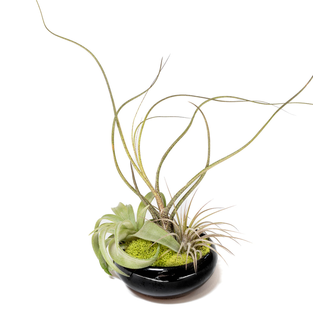 Fully Assembled Tillandsia Air Plant Dish Garden in Black Glazed Container