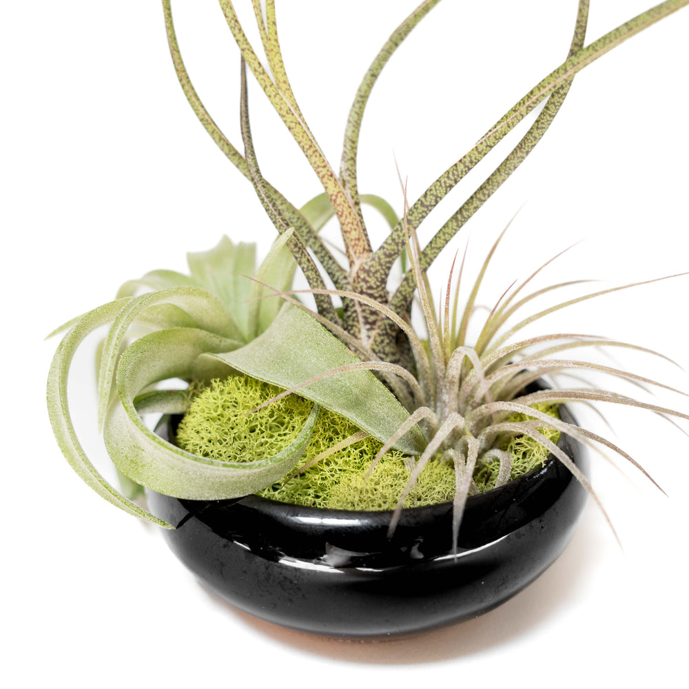 Fully Assembled Tillandsia Air Plant Dish Garden in Black Glazed Container