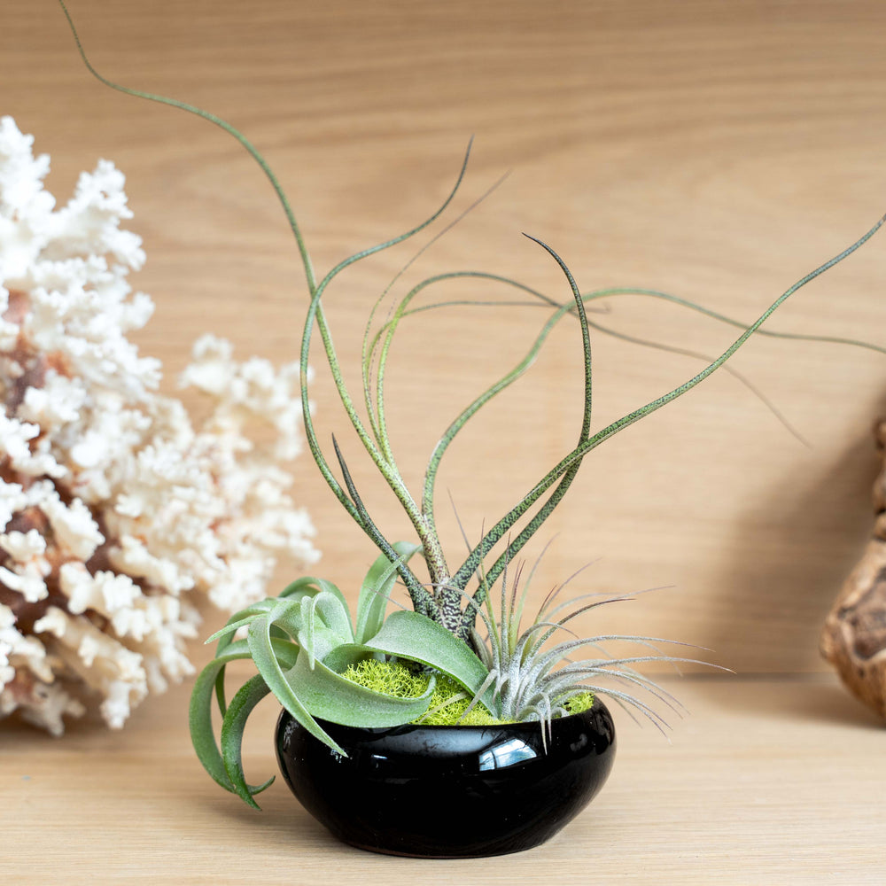 
                      
                        Fully Assembled Tillandsia Air Plant Dish Garden in Black Glazed Container
                      
                    
